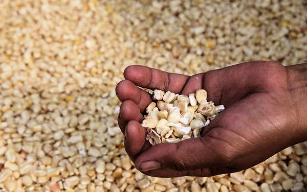 Productores insisten en pago de 7 mil 200 pesos por tonelada de maíz