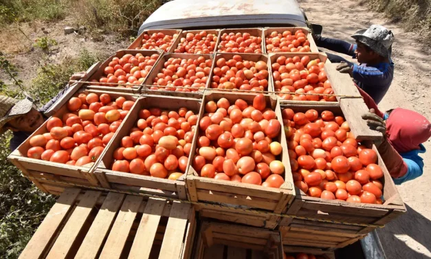 Cae 25% la siembra de tomate en Sinaloa: productores advierten pérdidas millonarias y golpe al empleo rural