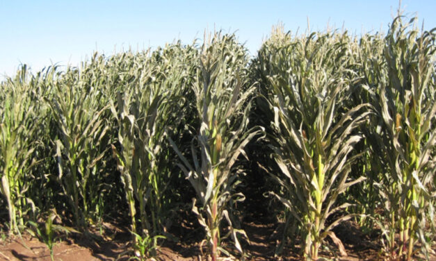 Heladas aún amenazan al campo en Sinaloa; febrero sigue siendo mes de riesgo