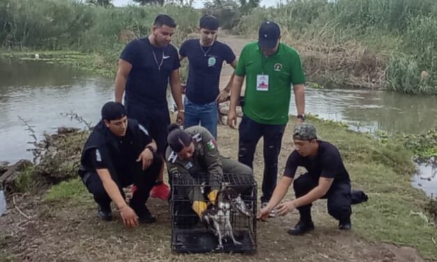 Resguardan águila pescadora lesionada en la ribera del Río Sinaloa