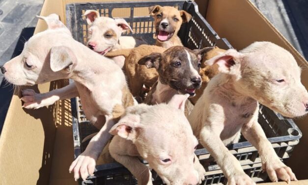 Resguardan a ocho cachorros en Guasave tras reporte de presunto maltrato animal