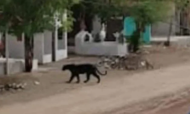 PROFEPA activa operativo tras avistamiento de gran felino al sur de Culiacán