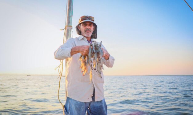 Inicia veda del camarón en el Pacífico; Sinaloa reporta casi 8 mil toneladas