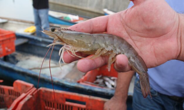 Refuerzan vigilancia contra pesca ilegal en Sinaloa durante temporada de veda