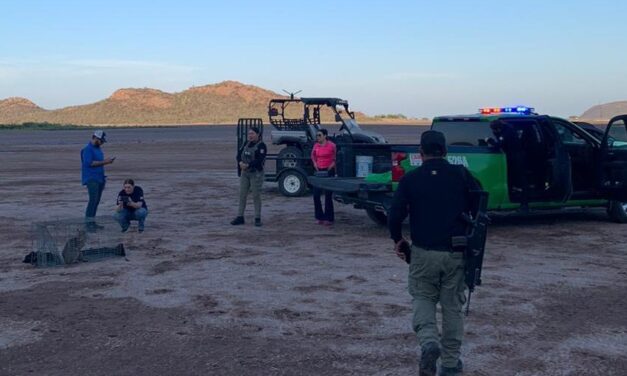 Rescatan y reubican lince rojo tras incursión en granja avícola en Guasave