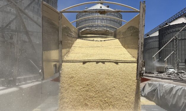 Autorizan pago pendiente a productores de maíz en Sinaloa tras meses de presión