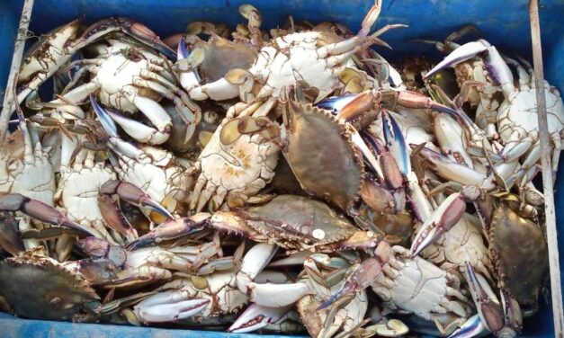 Pescadores presionan por la jaiba: piden frenar veda ante crisis en campos pesqueros de Sinaloa