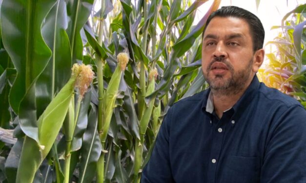 Productores de maíz deberán actualizar datos para acceder al apoyo extraordinario de mil 700 pesos