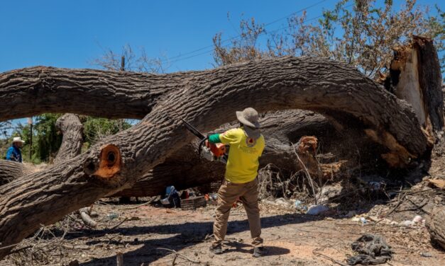 Retiran gigantesco álamo incendiado que bloqueó el camino viejo a San Pedro