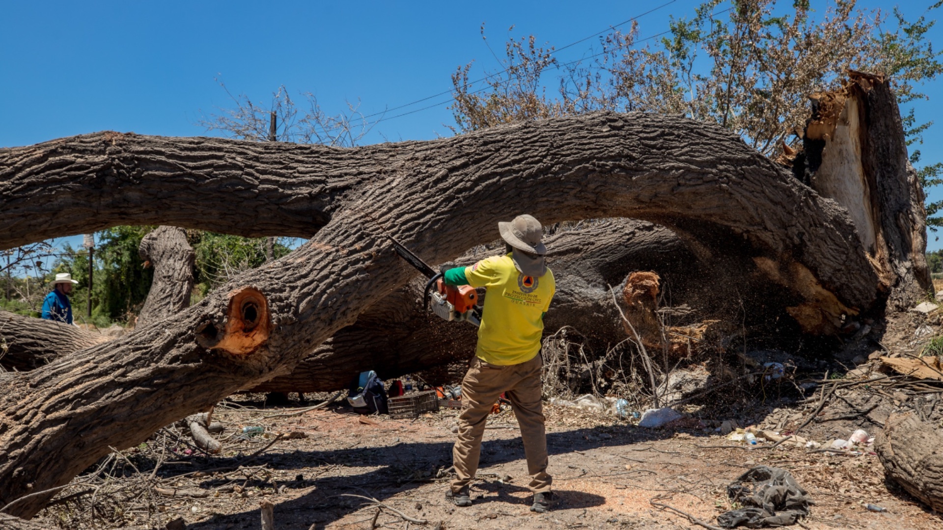 arbol