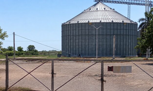 Maiceros de Guasave enfrentan crisis por rechazo de cosechas; advierten colapso financiero en el campo