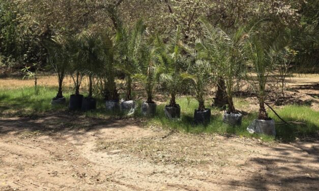 Impulsan forestación en Guasave con nuevas áreas verdes en Ocoro; proyectan ampliar siembra de especies protegidas