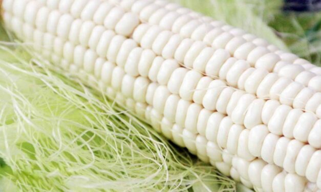 Impurezas en maíz complican acceso a apoyos para productores de Guasave