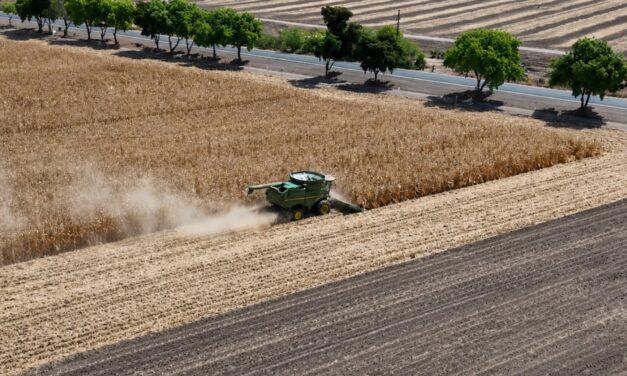 AARSP impulsa innovación agrícola en Guasave con evaluación tecnológica de híbridos de maíz y agricultura de precisión