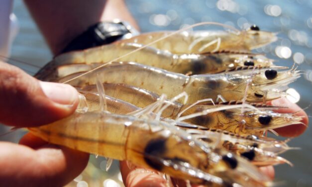 Pescadores anticipan una temporada camaronera difícil por condiciones climáticas en Sinaloa