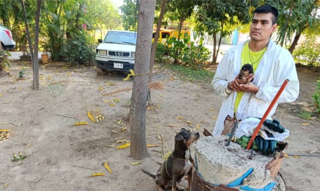 Protección Civil rescata a cuatro cachorros atacados por abejas en Guasavito