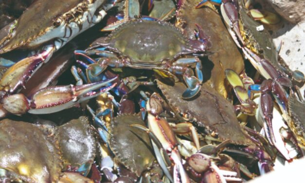 INICIA ESTE 10 DE JULIO LA TEMPORADA DE CAPTURA DE JAIBA EN EL GOLFO DE CALIFORNIA; BENEFICIARÁ A PESCADORES DE SINALOA