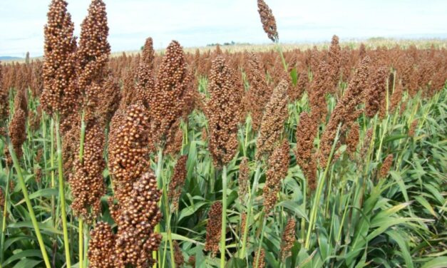 ENTREGAN SEMILLA DE SORGO A 32 GANADEROS DE GUASAVE PARA FORTALECER LA ALIMENTACIÓN DEL HATO