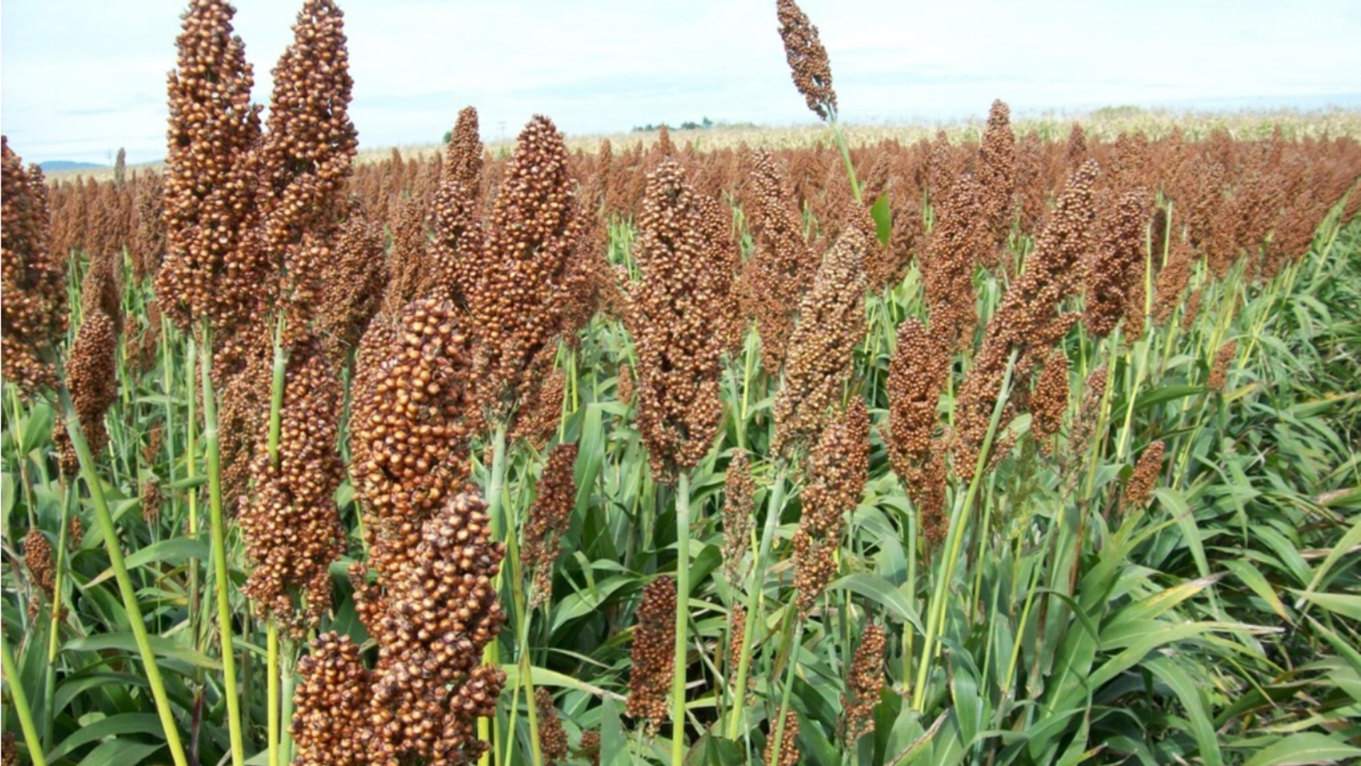 sorgo