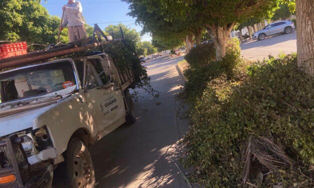 RECOLECTAN 81 TONELADAS SEMANALES DE BASURA Y RAMAS EN LABORES DE LIMPIEZA URBANA